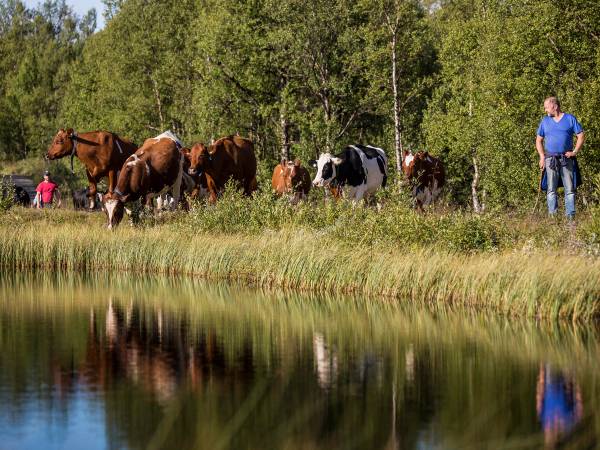 En person går ved siden av en gruppe kyr langs en innsjø med grønne trær i bakgrunnen.