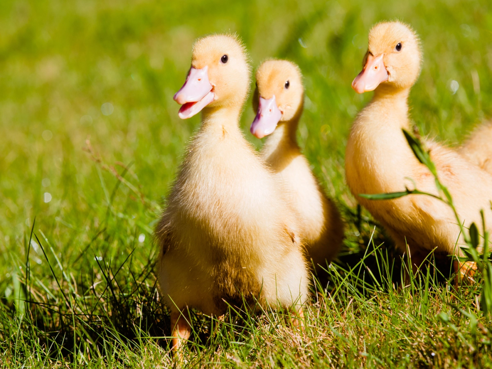 Tre andefamilie som går på gressplen med grønne planter i bakgrunnen.
