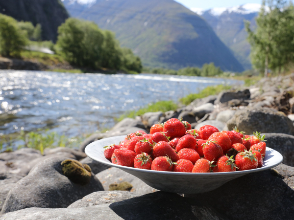 Ferske jordbær i en skål på en stein ved en elv med fjell og trær i bakgrunnen i Sogn og Fjordane.