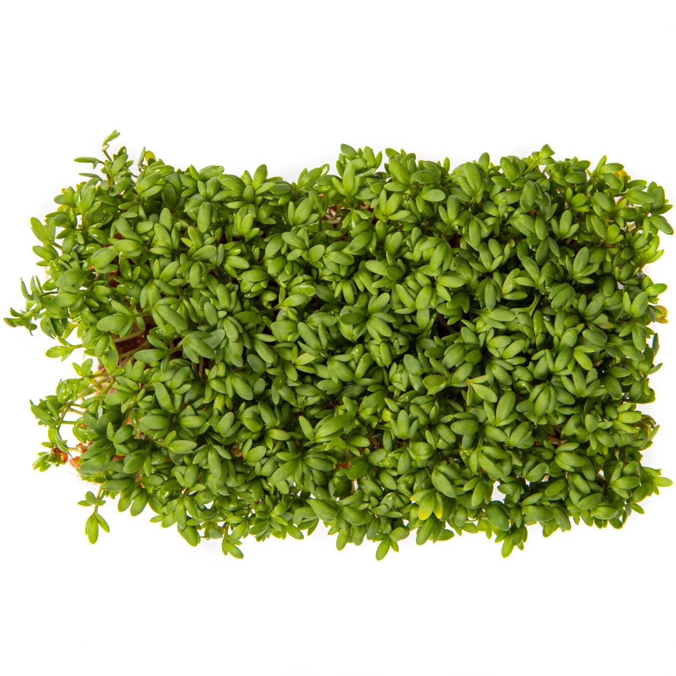 Karseplanter med små, grønne blader på en hvit bakgrunn