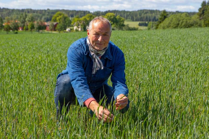 En person plukker korn i en grønn åker under en klar himmel, med trær og landskap i bakgrunnen.