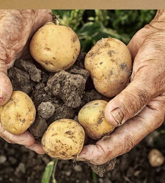 Hender som holder nye poteter med jord på, klar til planting eller høsting, i en hage eller jordkasse.
