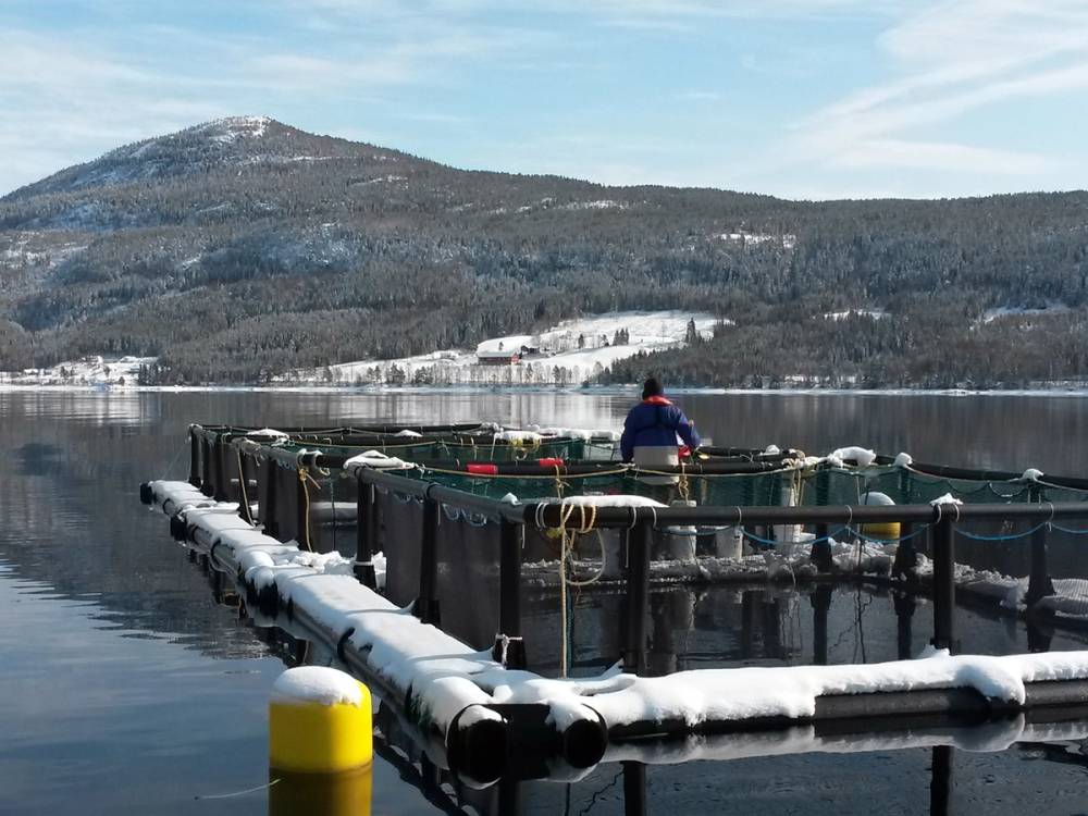 En person står på en flytebrygge i en innsjø med snødekte fjell i bakgrunnen, under en klar himmel.