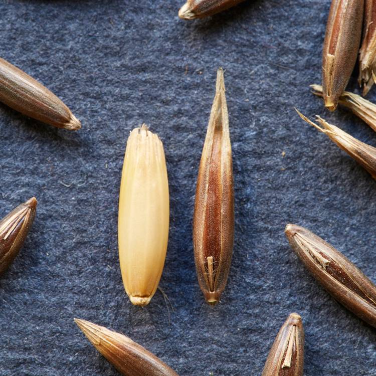 Sorte havrekjerner på en blå bakgrunn, med to korn som er lysere i midten og mørkere ytterst.