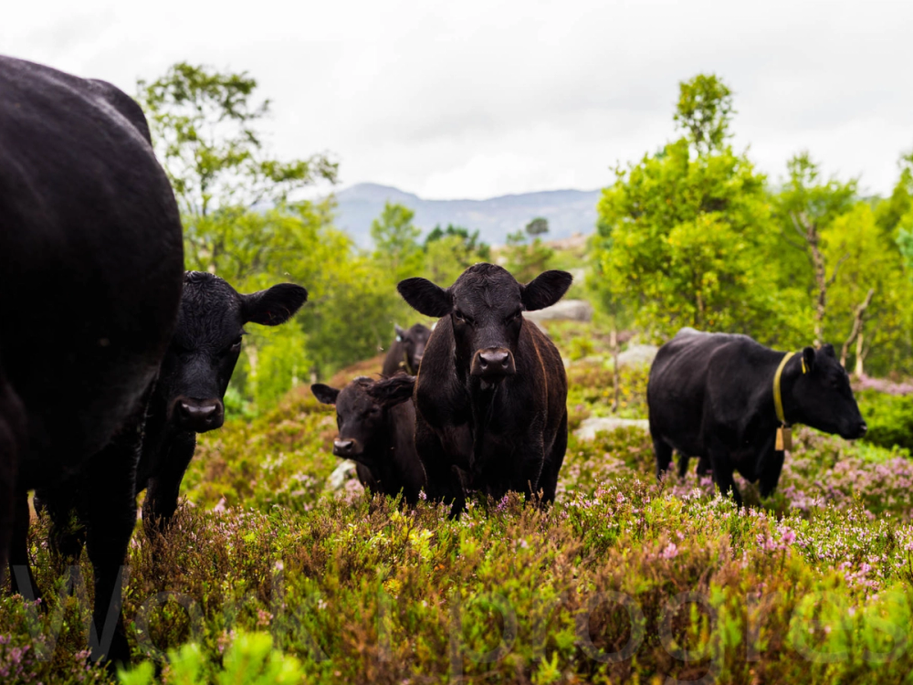 Fire svarte Angus-kyr som står i et grønt landskap med busker og trær, og fjell i bakgrunnen.