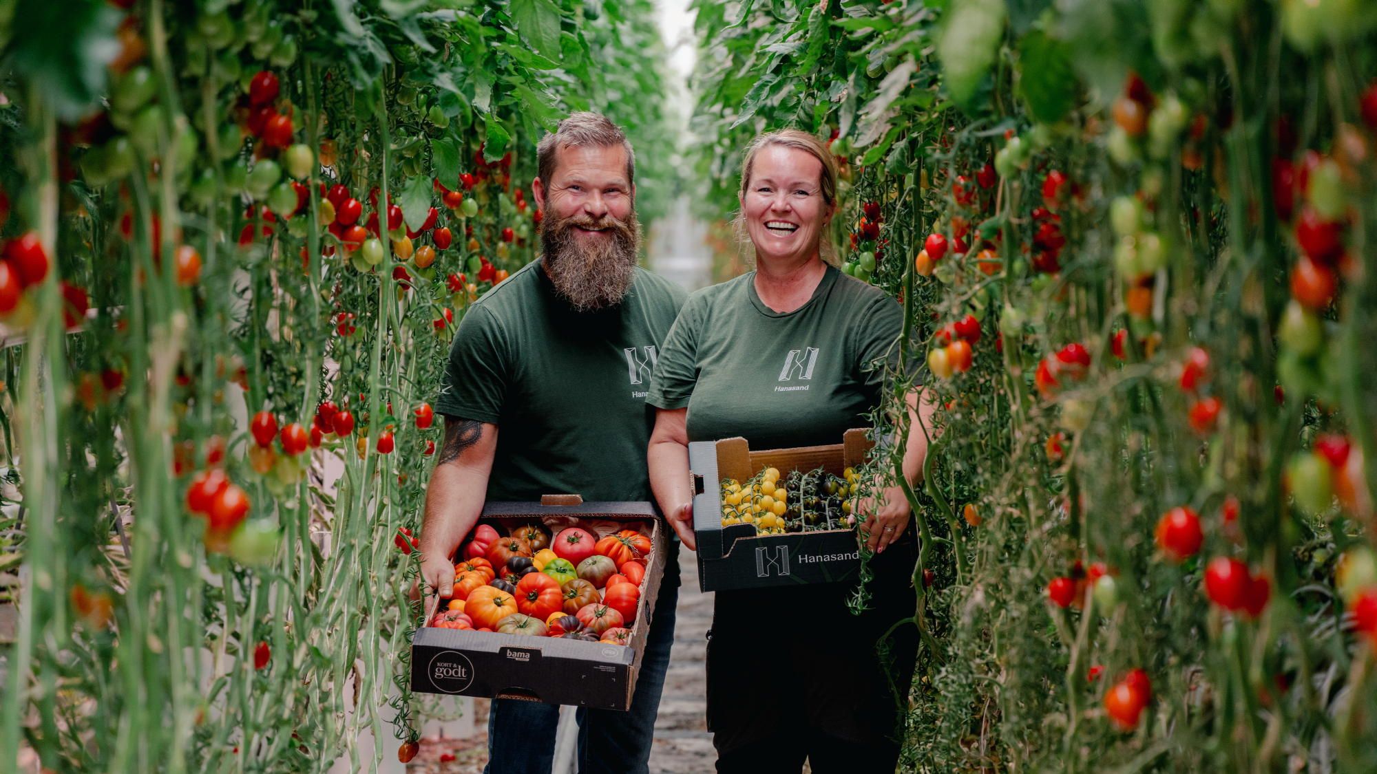 Stig Jakob og Monica Hanasand inne blant tomatplantene i veksthuset