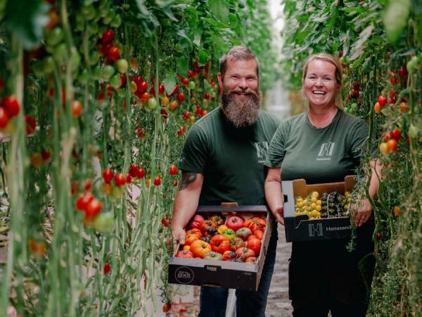 Stig Jakob og Monica Hanasand inne blant tomatplantene i veksthuset