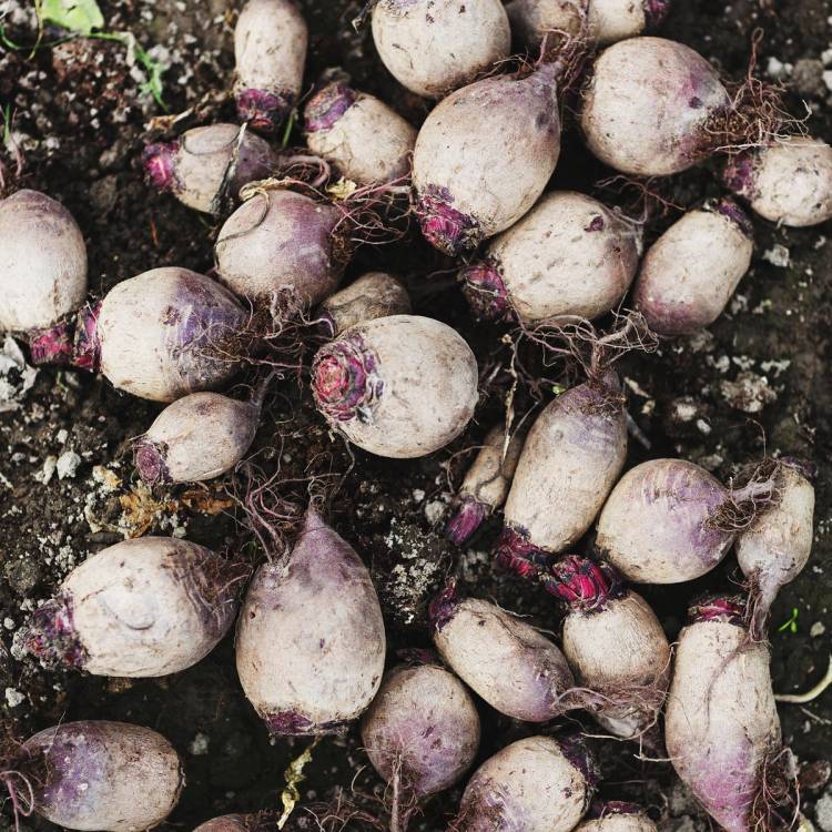 Rødbeter som er blitt gravd opp av jorden, med jord og små røtter rundt dem.