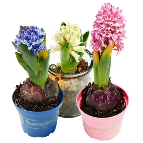 Tre små potter med svibler i ulike farger, plassert på en hvit bakgrunn.