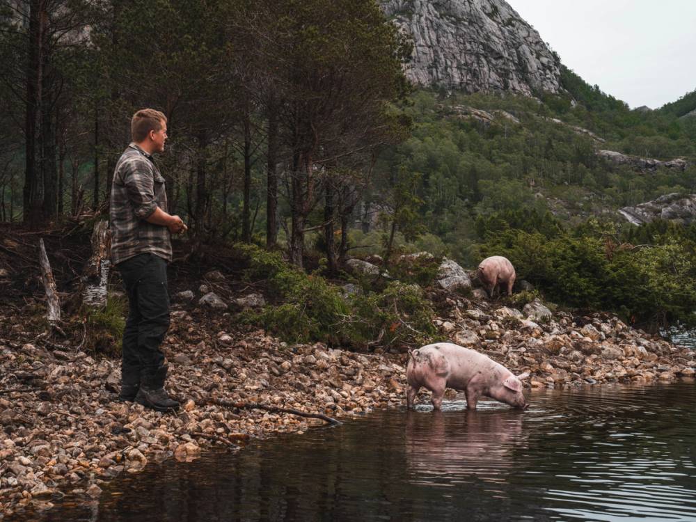 En mann står ved vannkanten på Bjuland gård og ser på to griser som står i vannet, med fjell og skog i bakgrunnen.