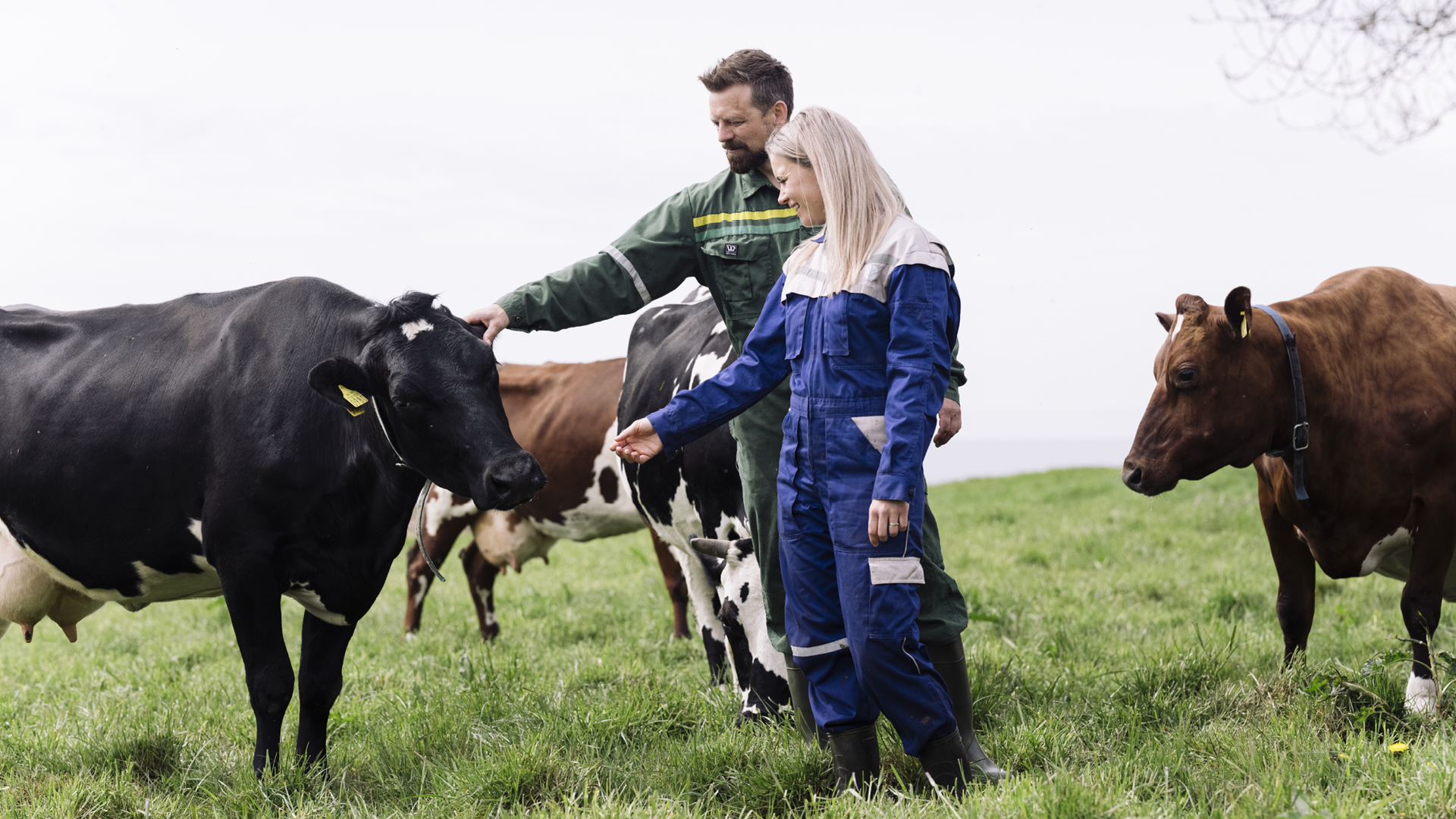 To personer som mater glade kuer på en grønn eng, med flere kuer i bakgrunnen.