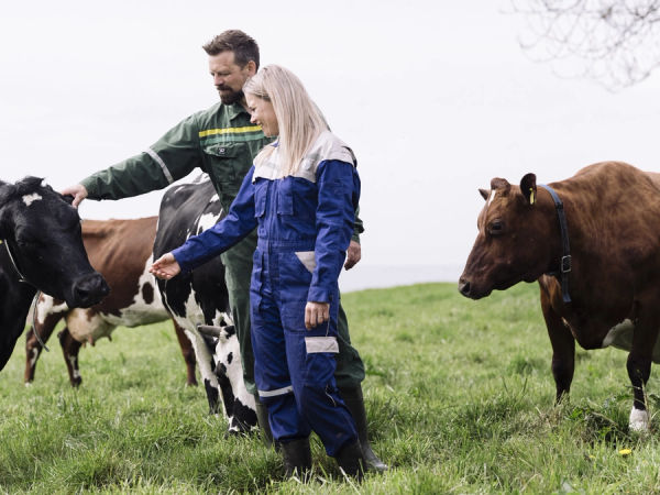 To personer som mater glade kuer på en grønn eng, med flere kuer i bakgrunnen.