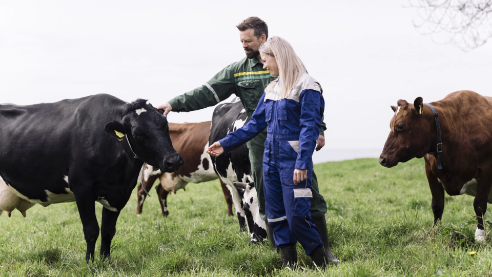 To personer som mater glade kuer på en grønn eng, med flere kuer i bakgrunnen.