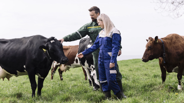 To personer som mater glade kuer på en grønn eng, med flere kuer i bakgrunnen.