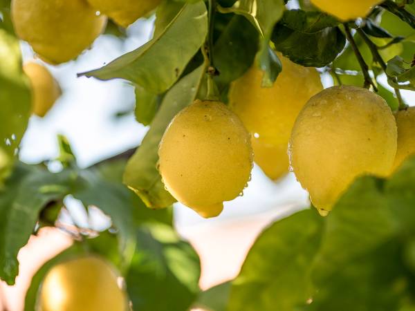 Sitrons som henger på et tre med grønne blader i bakgrunnen, i Amalfi-området.