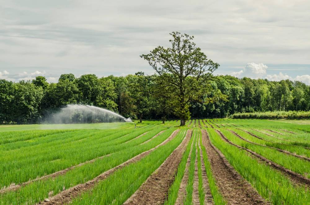 En grønn jordbruksmark med nyplantede rader og et stort tre i midten, omgitt av skog under en overskyet himmel.