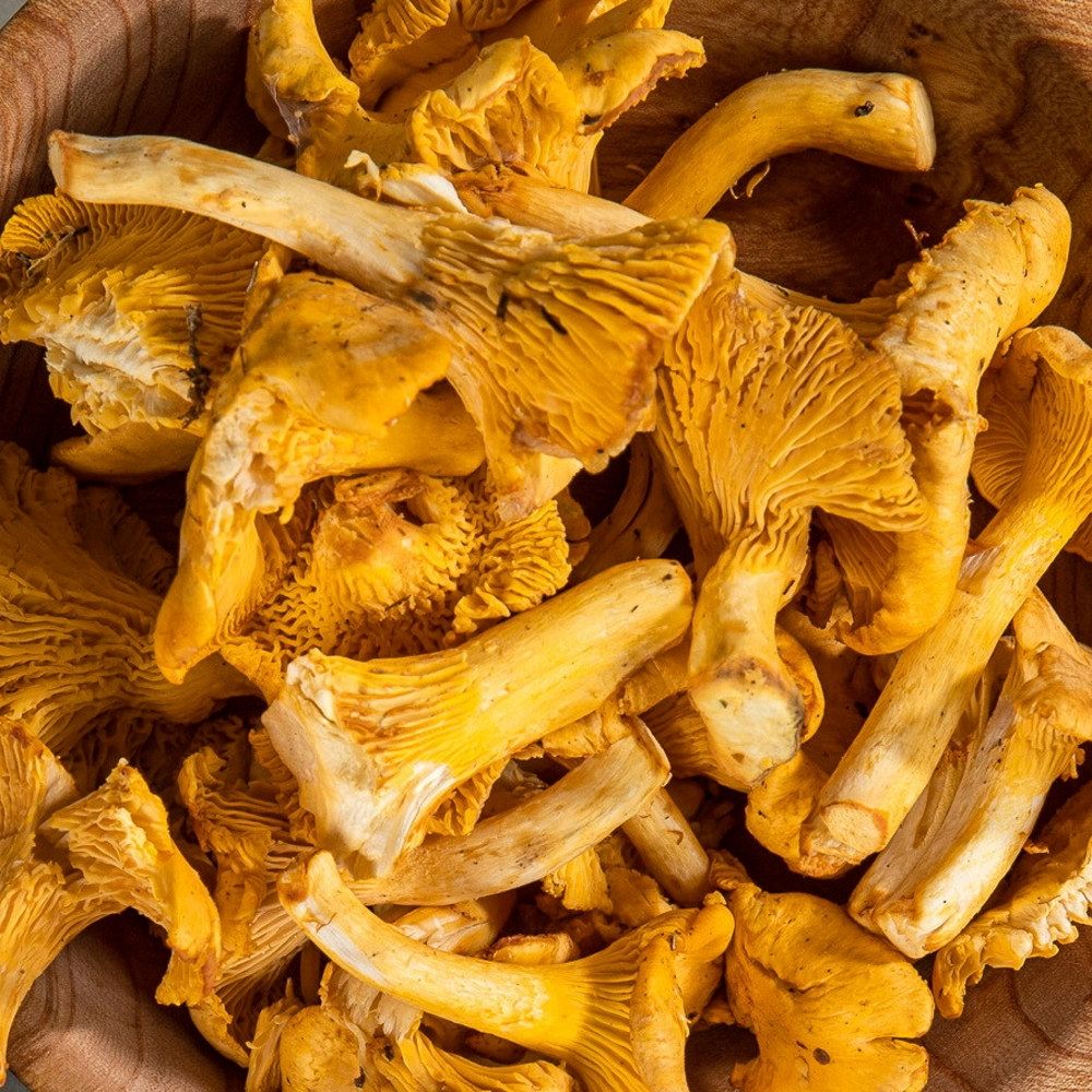 Ferske gullsopper med gule farger og synlige skiver, lagt i en bunke.