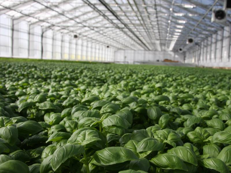 Bilde av et stort drivhus med mange basilikumplanter som vokser tett sammen.