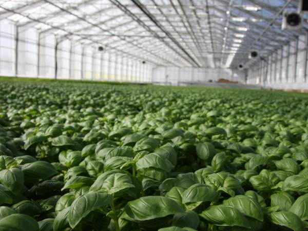 Bilde av et stort drivhus med mange basilikumplanter som vokser tett sammen.