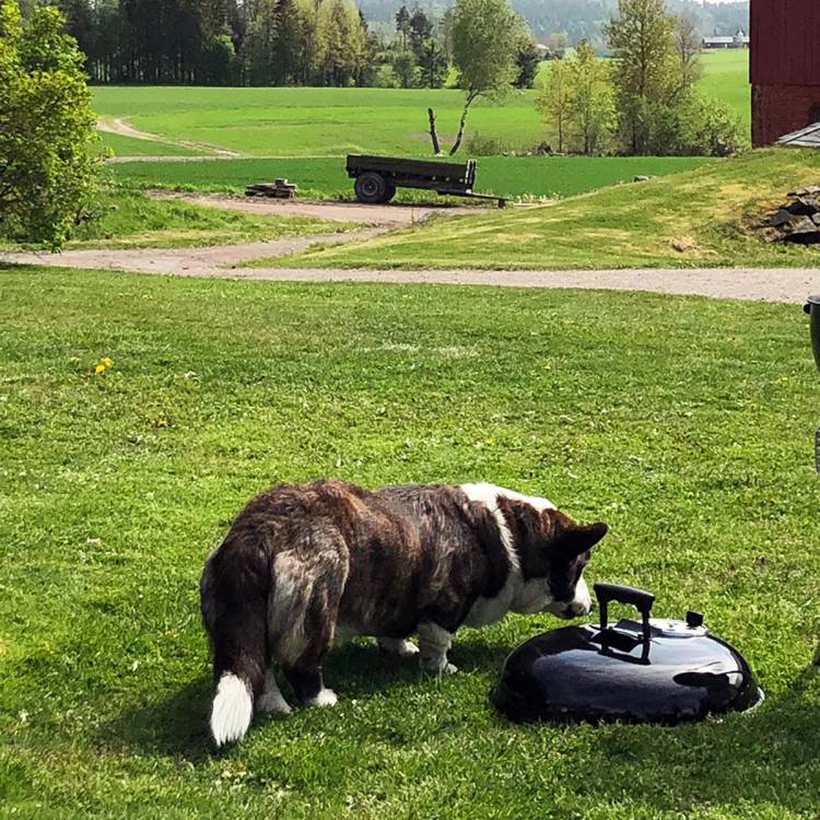 En hund som lukter på en robotgressklipper på en grønn gresslette med trær og åker i bakgrunnen.