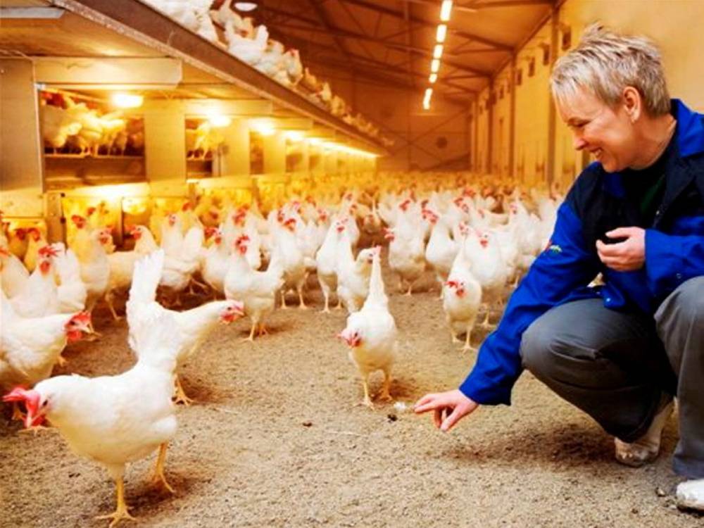 En person undersøker høner i et hønsehus med mange hvite høner som går på gulvet.