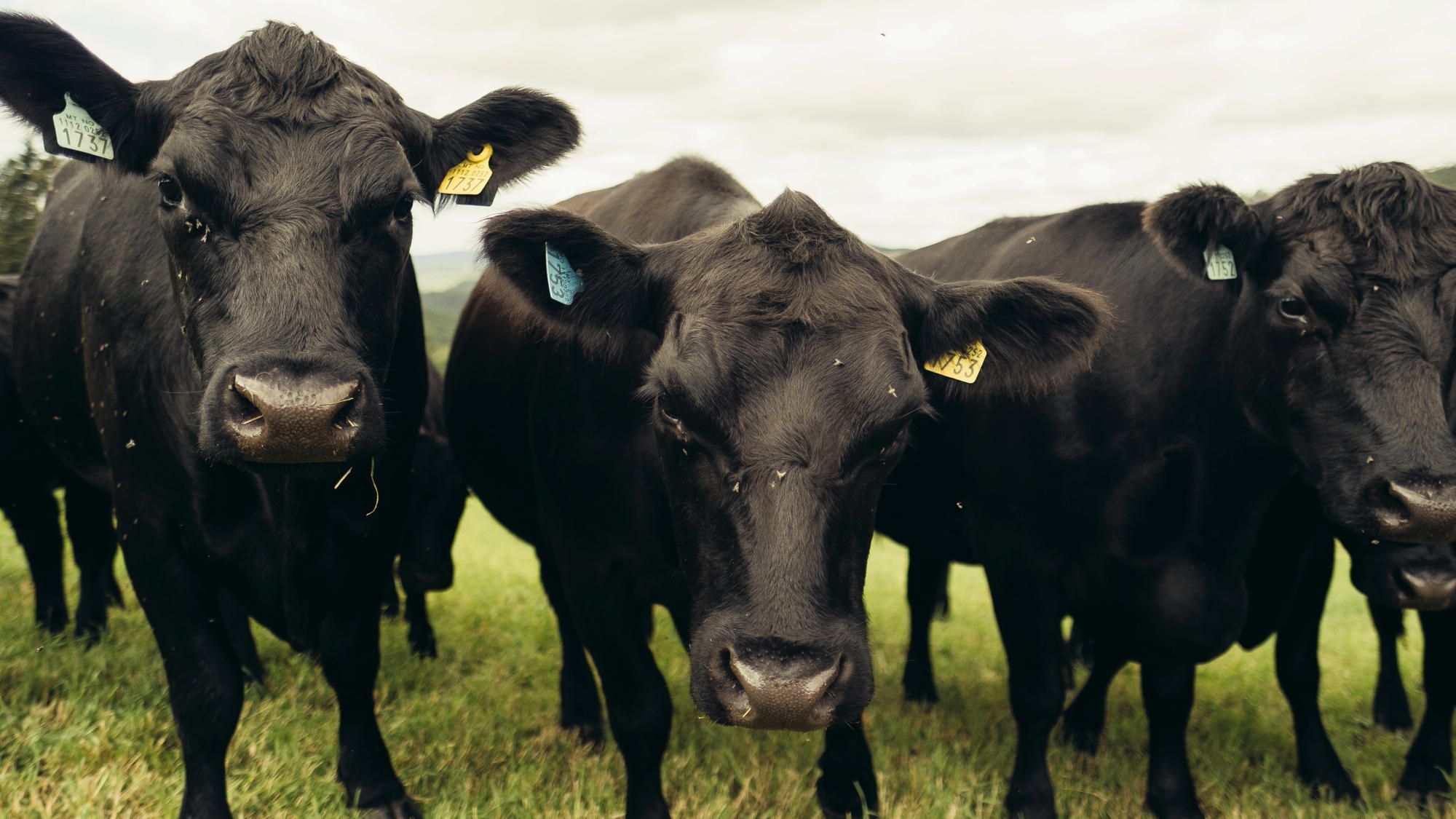 Tre nysgjerrige Angus-kyr på utmarksbeite