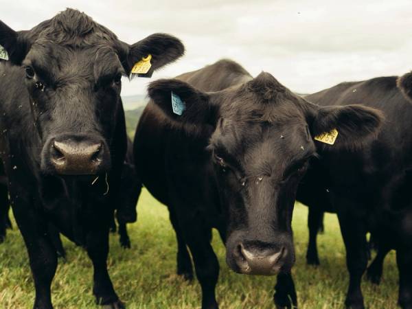 Tre nysgjerrige Angus-kyr på utmarksbeite