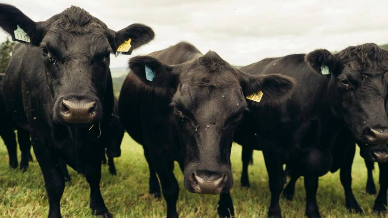 Tre nysgjerrige Angus-kyr på utmarksbeite