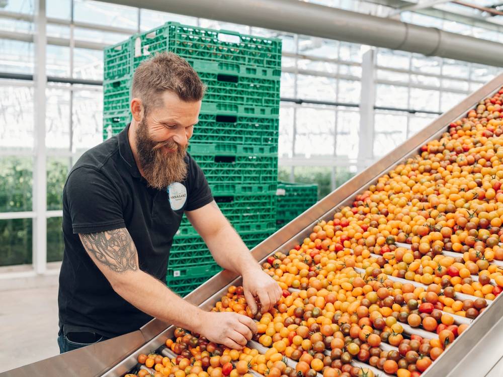 En mann med tatoveringer plukker tomater i en innendørs plantebutikk eller drivhus.