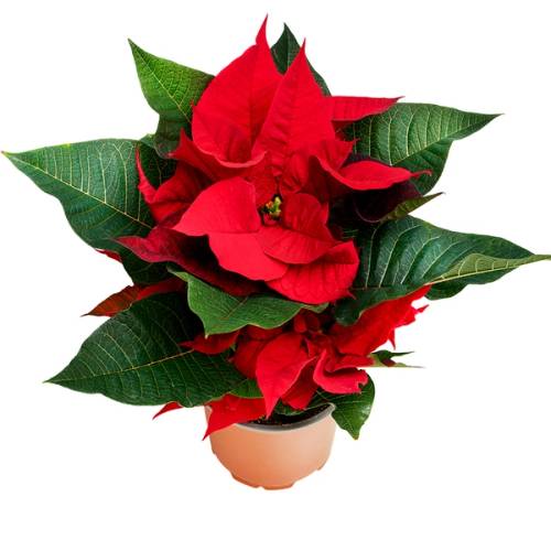 En julestjerne med røde blomster og grønne blader i en liten potte.