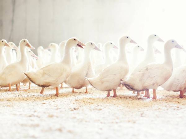 En gruppe hvite gjess går på en sandet overflate innendørs.