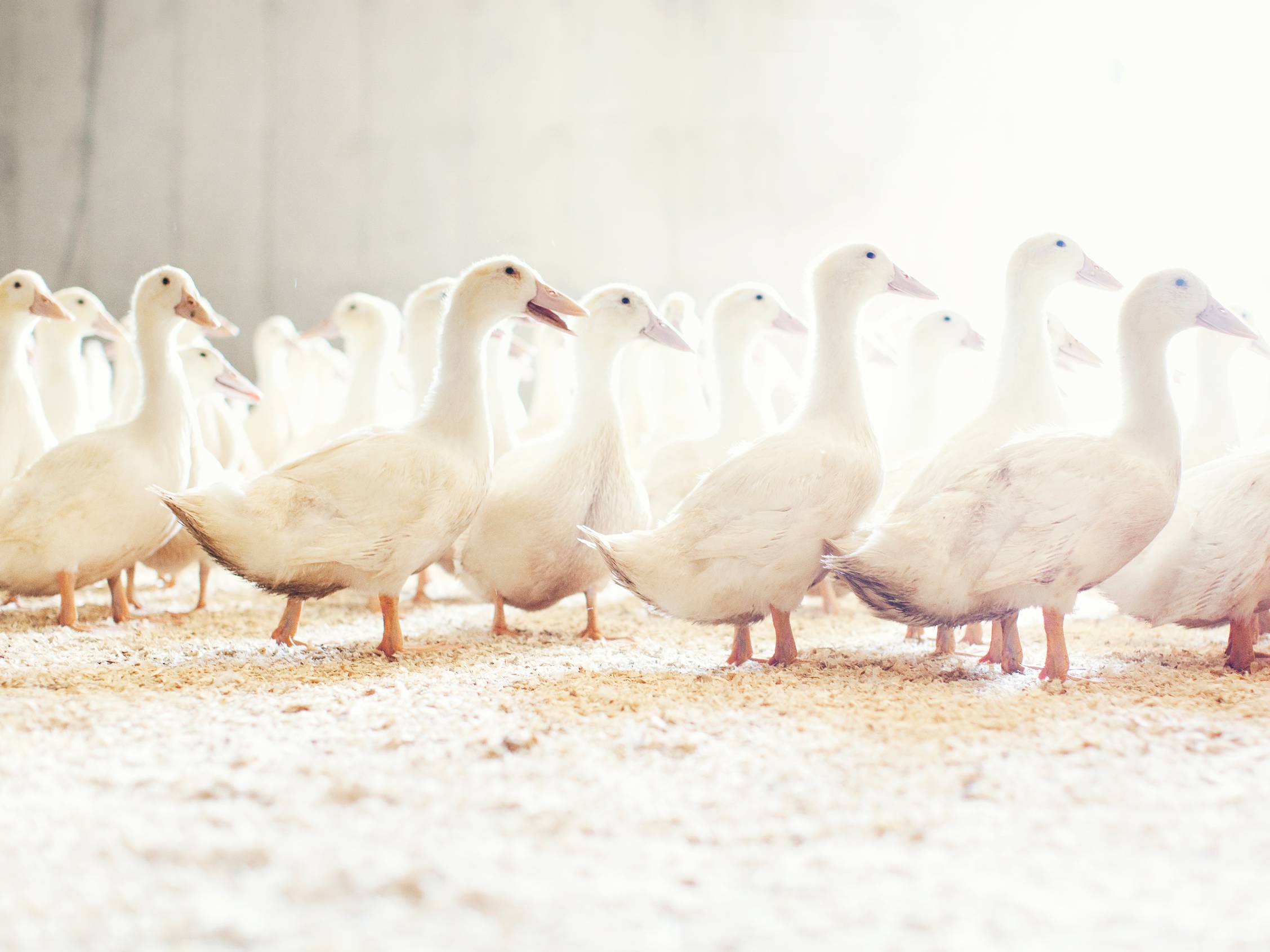 En gruppe hvite gjess går på en sandet overflate innendørs.