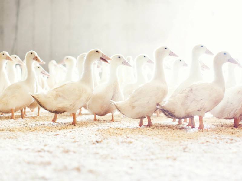 En gruppe hvite gjess går på en sandet overflate innendørs.