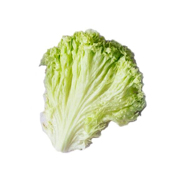 En frisk og grønn lollosalat med sprø blader.