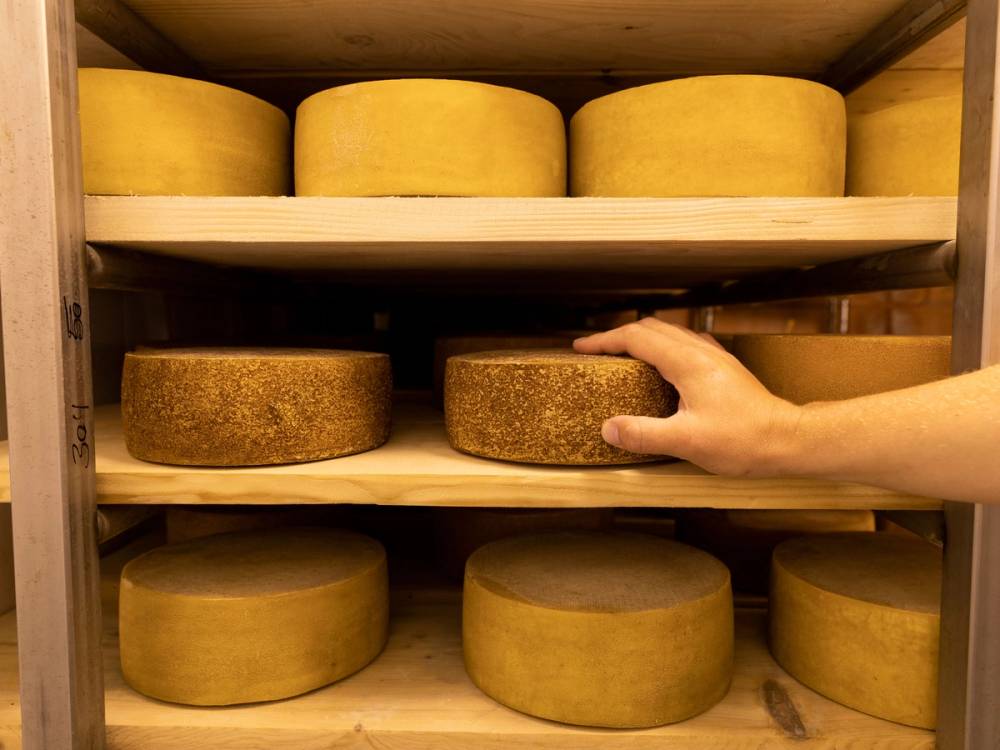 En person tar ut en stor ost fra en ostelagerhylle med flere oster i ulike størrelser og farger.