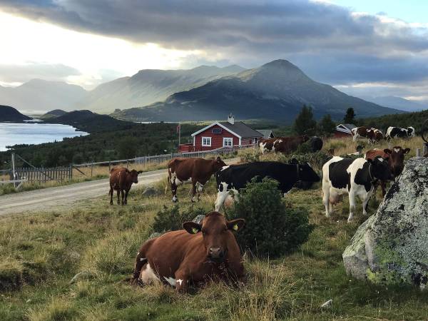 Gårdslandskap med kyr og fjell i bakgrunnen, og kyr som beiter i forgrunnen.