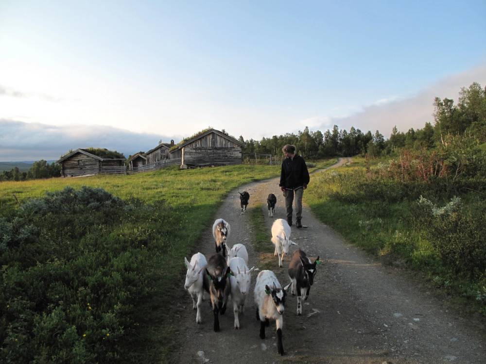 En person går på en grusvei med flere geiter i et landskap med gress, busker og noen gamle trebygninger i bakgrunnen.