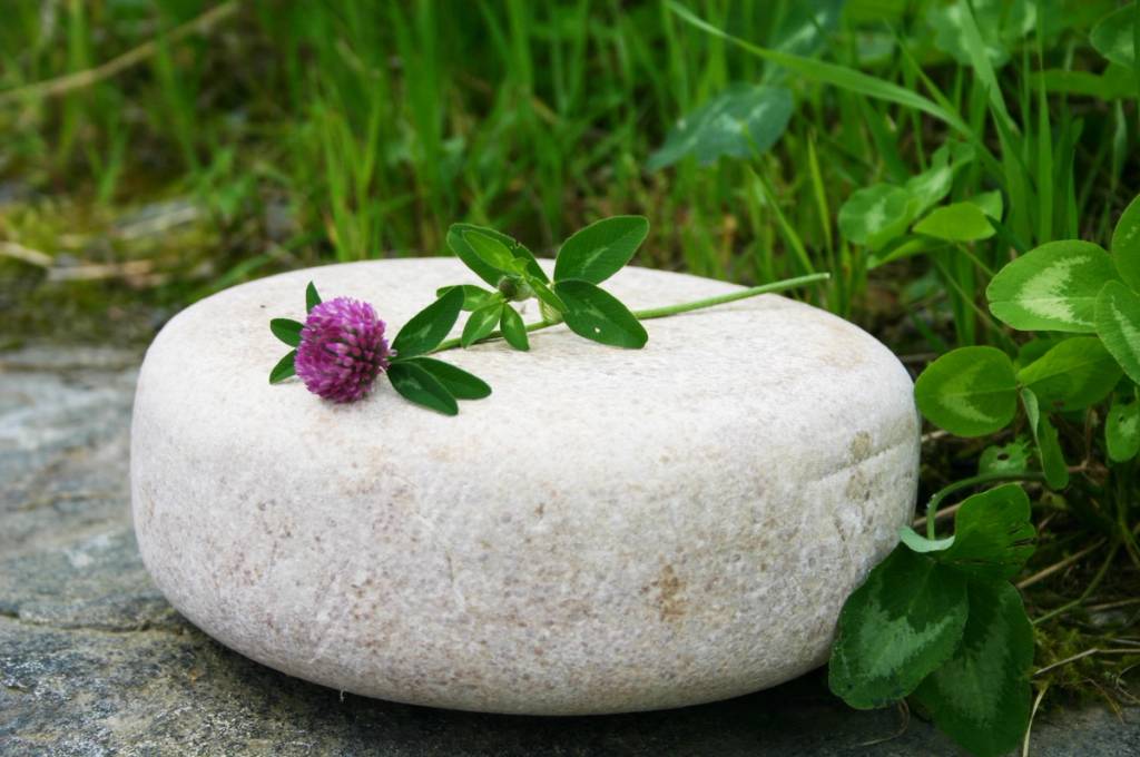 En glatt, hvit stein med en lilla blomst og grønne blader liggende på gress og stein, omgitt av grønt gress og planter.