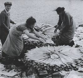 To personer som jobber med å håndtere store steinplater ved vannkanten, med en person med blomstret skjorte og en annen i mørk jakke, på Dybvik-berga.
