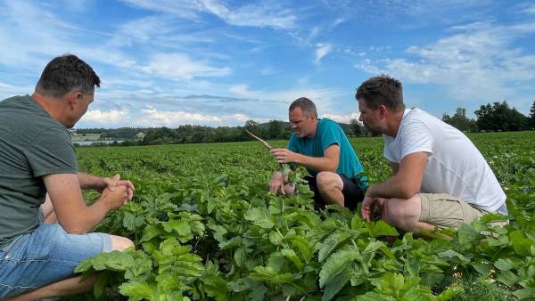 Tre menn sjekker pastinakk på åkeren
