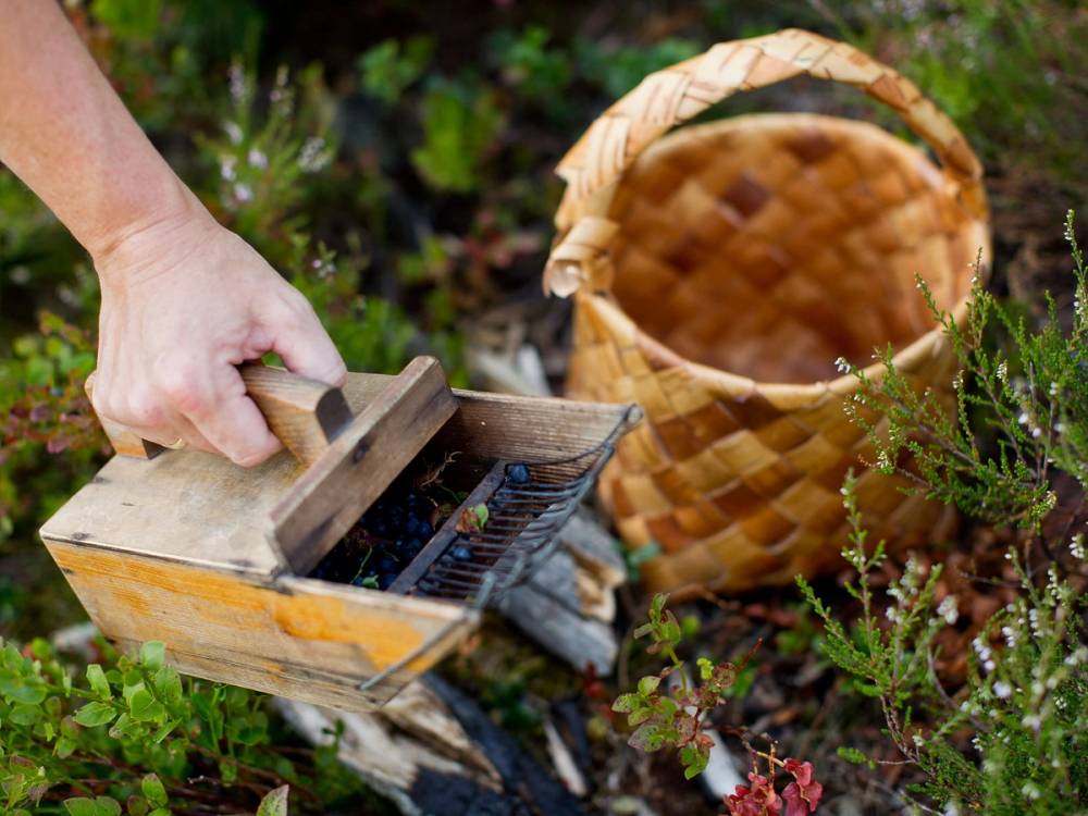 En person plukker bær og legger dem i en kurv på en hagejord, med en liten trillebår i nærheten.