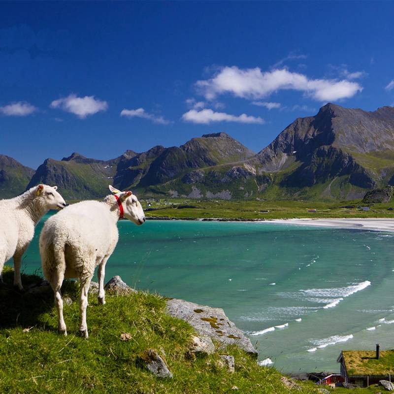 To hvite sauer står på en grønn eng ved en fjord med fjell i bakgrunnen under en klar blå himmel.
