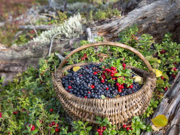 En kurv fylt med tyttebær og blåbær plassert på skogbunn med grønne planter og en stor trestamme i bakgrunnen.