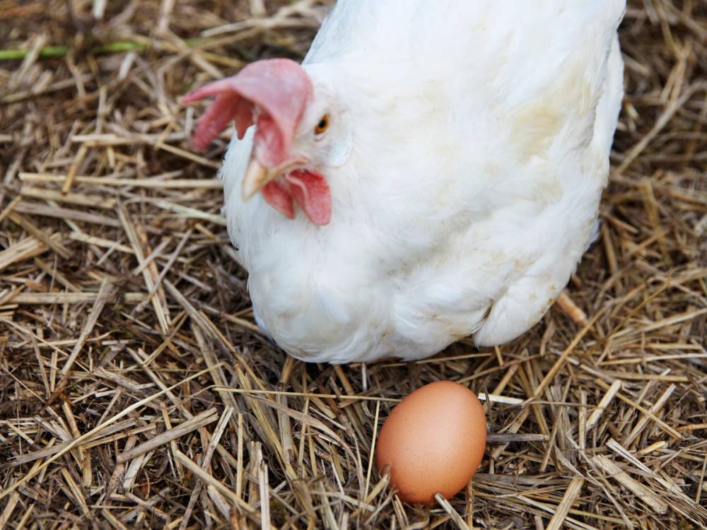 En hvit høne som ligger på jord med et egg foran seg.