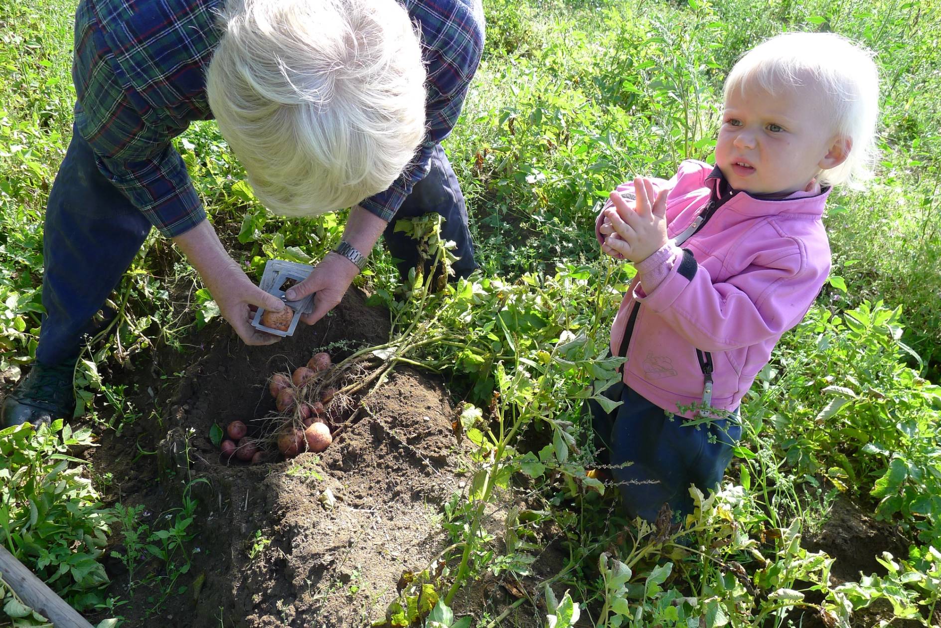 En voksen og et barn plukker Ringerikspotet fra jorden i en grønn åker, med grønne planter rundt.