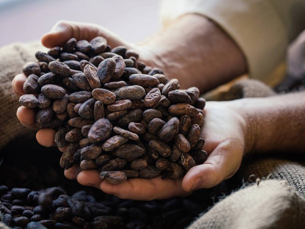 Person holder en håndfull kakaobønner, klar til å brukes i sjokoladeproduksjon.