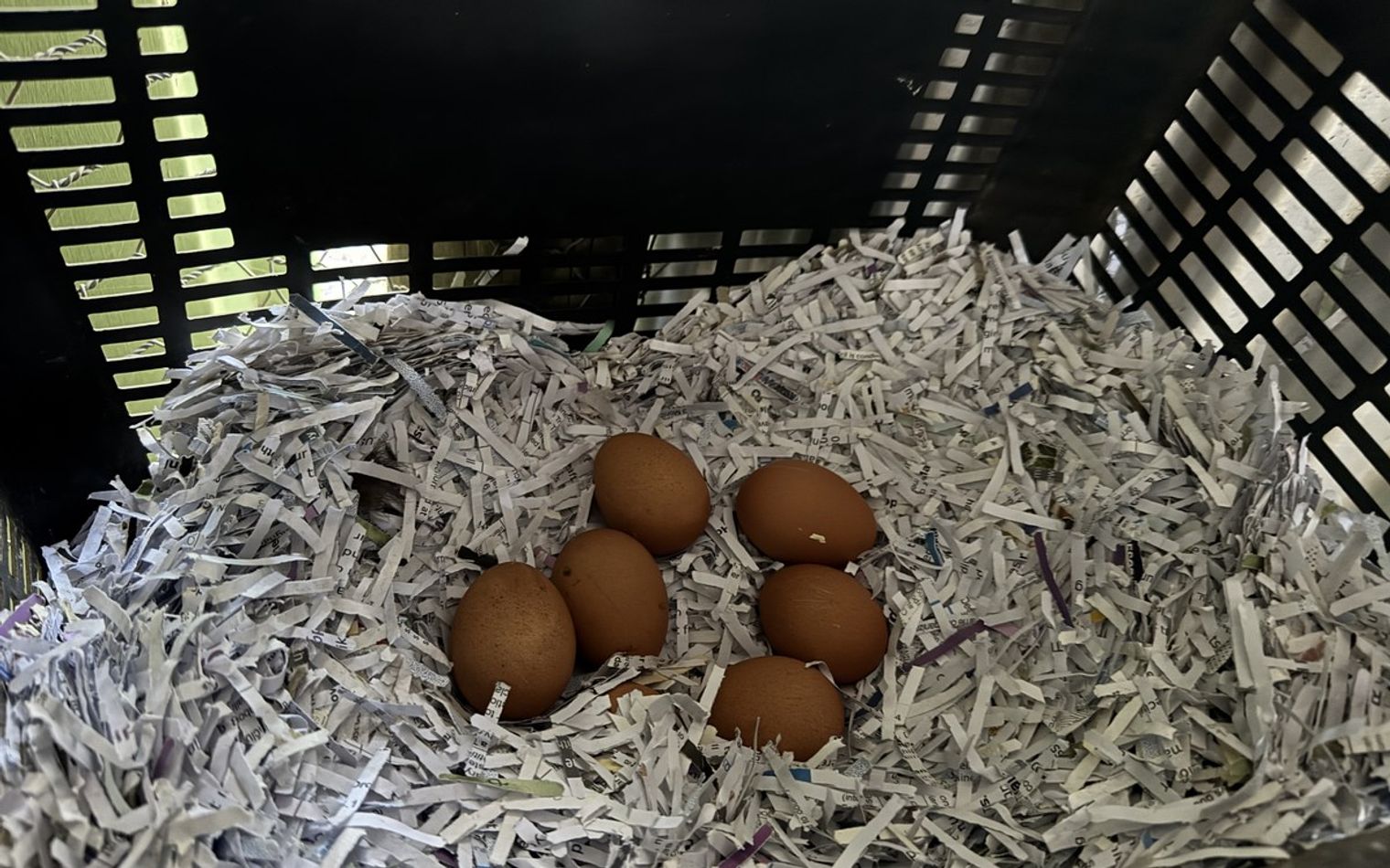 Five brown eggs in a nesting box lined with shredded paper