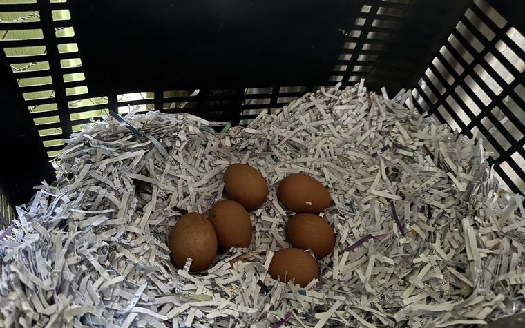 Five brown eggs in a nesting box lined with shredded paper