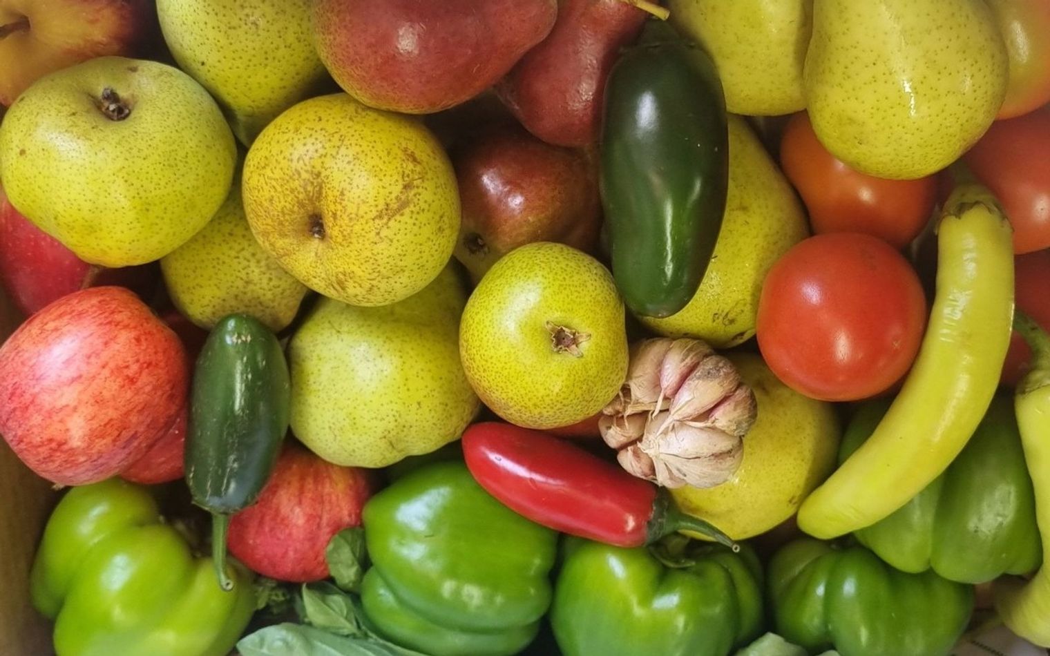 A crate of mixed produce: apples, pears, chillies, capsicums, tomatoes and a bulb of garlic