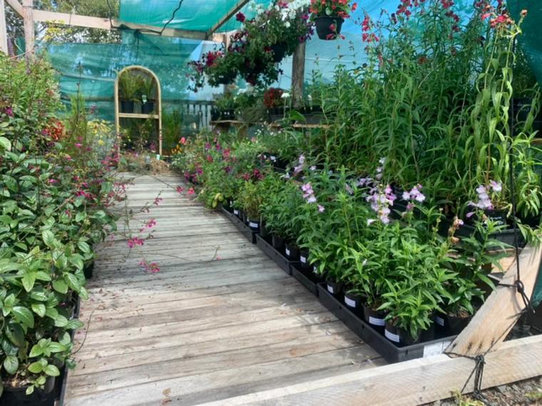 Inside the shadecloth nursery at Van Tilburg Nursery in Westbury, a timber boardwalk flanked by rows of potted flowering plants and hanging baskets